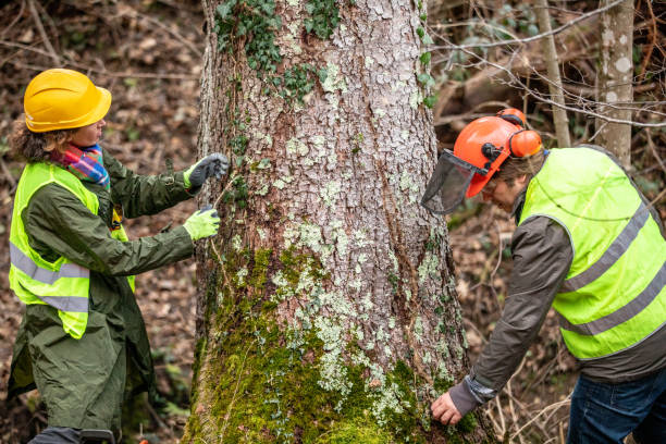 Rio Hondo, TX Tree Care Company