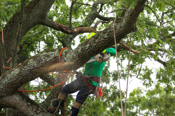 Lawn Renovation and Restoration in Rio Hondo, TX