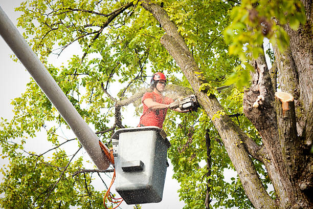 How Our Tree Care Process Works  in  Rio Hondo, TX