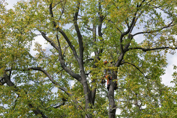 Tree and Shrub Care in Rio Hondo, TX